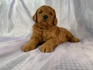 Red F1 Miniature Goldendoodle Litter-Puppies for Sale